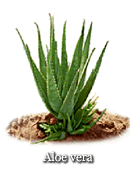 Aloe vera